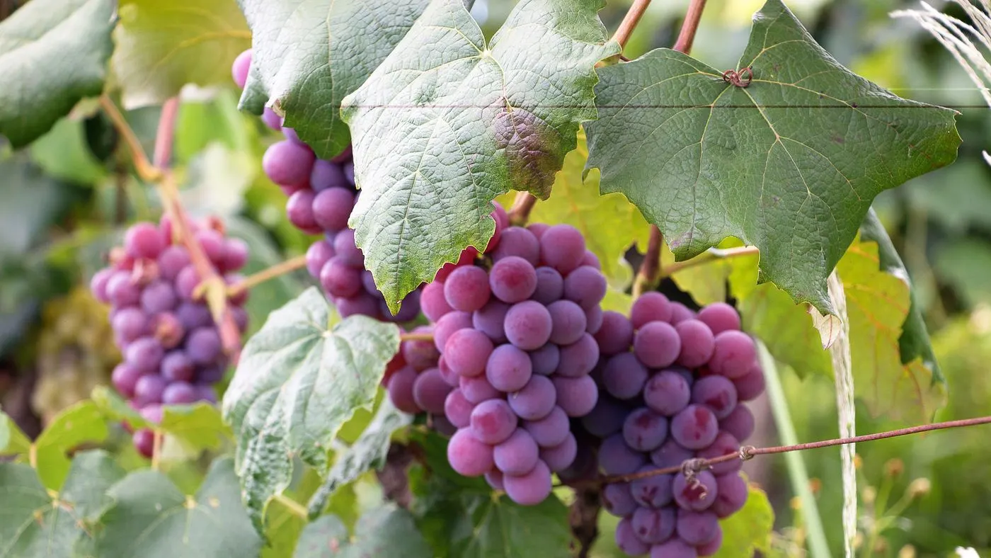 Racimos de uvas moradas colgando de la vid entre hojas verdes: imagen para la guía del extracto de uva y lo que dicen los estudios